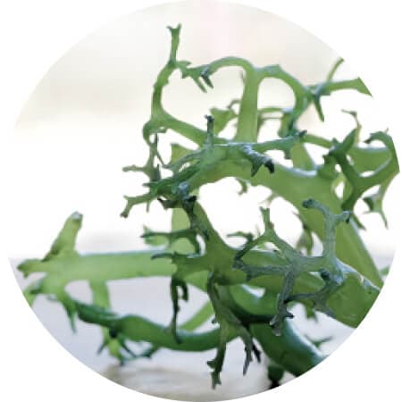 Fucoidan